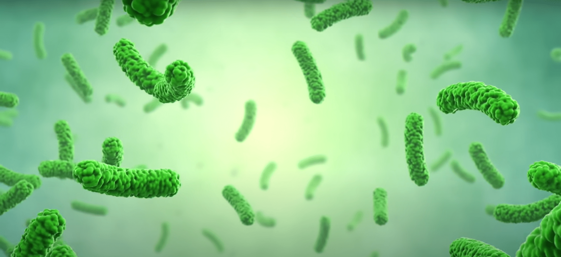 prebiotic and probiotic